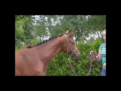 First Selection - 2 Jährige Stute von Floratio.