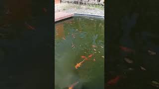 Download lagu IKAN DALAM KOLAM #shorts #short #masyaallahtabarakallah #trending #viral mp3