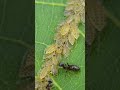 Ants milk aphids