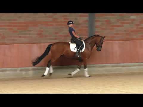 Hof Brüning - Friendship v. Floriscount - Royal Diamond, geb. 2017, Wallach