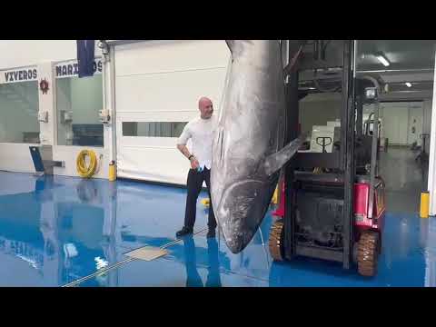 Llega el primer atún rojo a Lanzarote