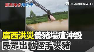 廣西洪災「逾800條毒蛇亂竄」災民被咬中毒喪命！  養豬場遭沖毀「民眾出動怪手夾豬」｜三立新聞網 SETN.com