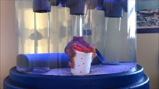 Octo Jar Star