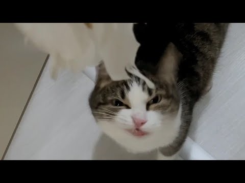 Misha cat  why are you shouting? What's it? Dreamcatcher vs cat!