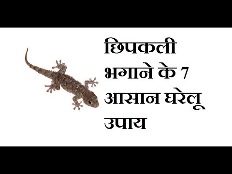 download lagu mp3 mp4 How To Lizard Out Of Room, download lagu How To Lizard Out Of Room gratis, unduh video klip How To Lizard Out Of Room