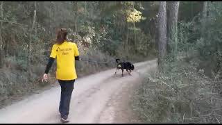 exhibició canina1