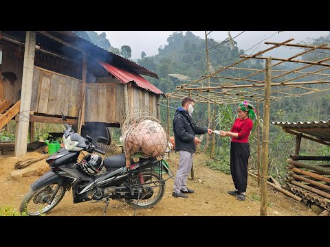 Selling two pigs to traders - Harvesting cabbage for sale