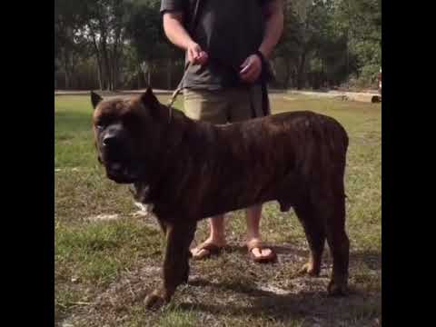 THE BIGGEST DOGS IN THE WORLD TOP 4 1
