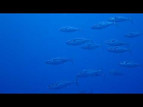 Dog Tooth Tuna, Rukan Reef Okinawa Japan.