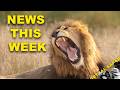 News On Nkoveni And A Lion Who Owned The Night Virtual Safari 332
