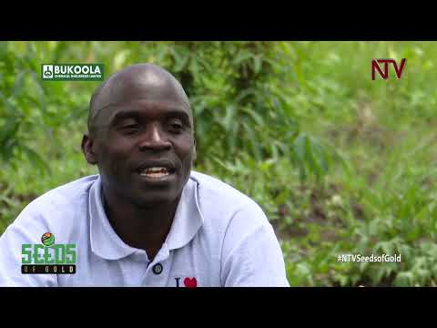 Economic Importance of Sweet Potatoes | Mamamimi IO