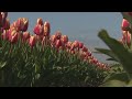 Iconen van Flevoland: de tulp