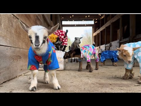 Baby goats in pajamas