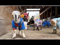 Baby Goats In Pajamas