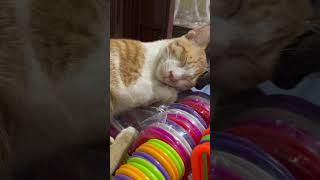 My Sleep goes on/ Tidur terus berlanjut / #猫 #cat #kucing #野良猫 #indonesia #cikarang