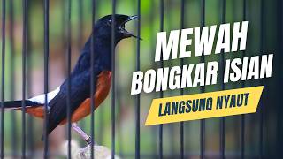 Download lagu MURAI BATU GACOR FULL ISIAN TEMBAKAN MEWAH SANGAT AMPUH MELATIH MURAI BATU EMOSI BONGKAR ISIAN mp3 Download lagu MURAI BATU GACOR FULL ISIAN TEMBAKAN MEWAH SANGAT AMPUH MELATIH MURAI BATU EMOSI BONGKAR ISIAN mp3