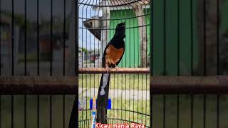 Download lagu murai batu juara nasional #muraibatu mp3