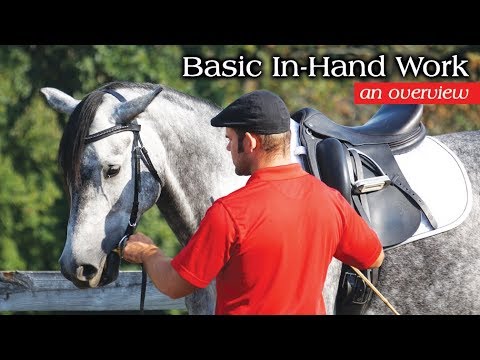 Basic in-Hand Work, an overview