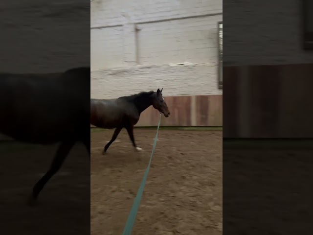 Superbe jument Pur-Sang de 6 ans – 1m65 – Bai élégante 