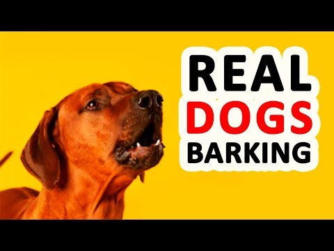 12 REAL DOG BARKING Sounds to Make your Dog go Crazy HD
