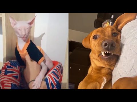 Funny Pet TikTok Videos | You Wanna HotDog | Cat Dog...