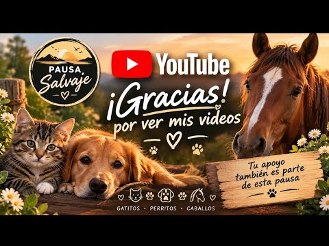 Relaxing nature vlog por las calles de Salto, Buenos Aires Argentina  wildlife#relaxingnaturevlog 