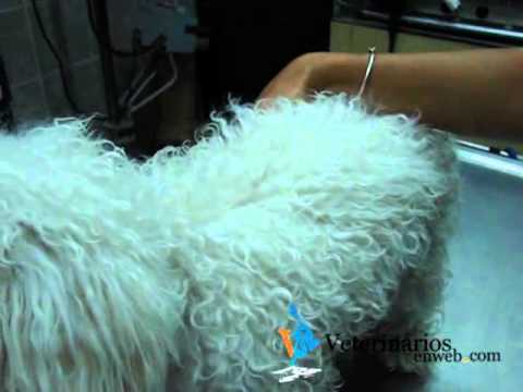 Video Del Mes Agosto 2012 - Pili