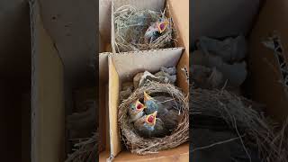 Download lagu Safe and healthy Mountain Prenjak chicks with this method mp3