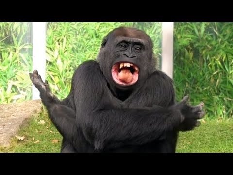 Lustige Gorilla Affen Fütterung  Funny Monkeys