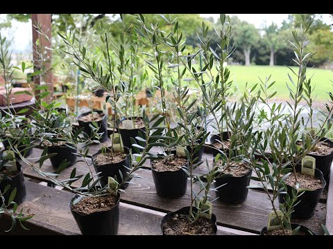 園芸 ブラッド ハナミズキ、ノルマンディー オリーブの木、臭い木、雌のハナミズキ