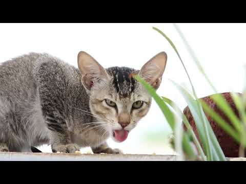 Cute Hungry Cat video | Cutie Kitten| Meowww.. | Dhanush