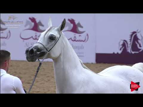 N.242 AS MICHEL - 2019 Qatar Individuals - Mares 7-10 Years Old (Class 8B) .mp4