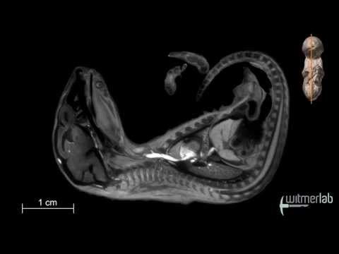 Visible Interactive Opossum - sagittal slice movie of a µCT-scanned opossum joey