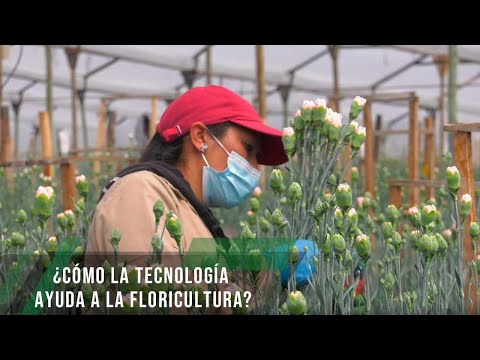 How technology helps floriculture - TvAgro by Juan Gonzalo Angel Restrepo