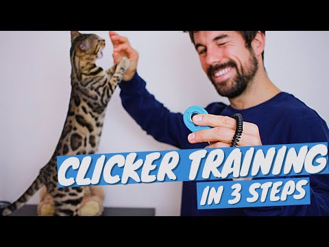 Clicker Training FOR CATS Tutorial - How to CLICKER TRAIN CAT in 3 steps