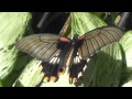 Butterflies at Wisley 2014 - Asian Swallowtail ...