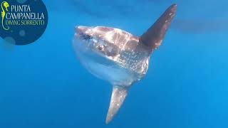 massa-lubrense-eccezionale-ripresa-subacquea-la-danza-del-pesce-luna