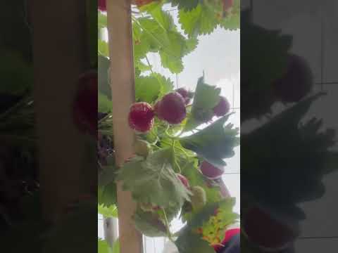 #mudassar #strawberry #garden #aardbai #trendingshorts #viralvideo #viral #trend #mudassar