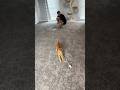 100 FOOT MOUSE FOR MY CAT INSANE