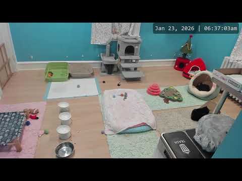 Kitkat Playroom LIVE: Meet beautiful Eden & sweet Zoe! Two wonderful members of Wyatt's Army 💕