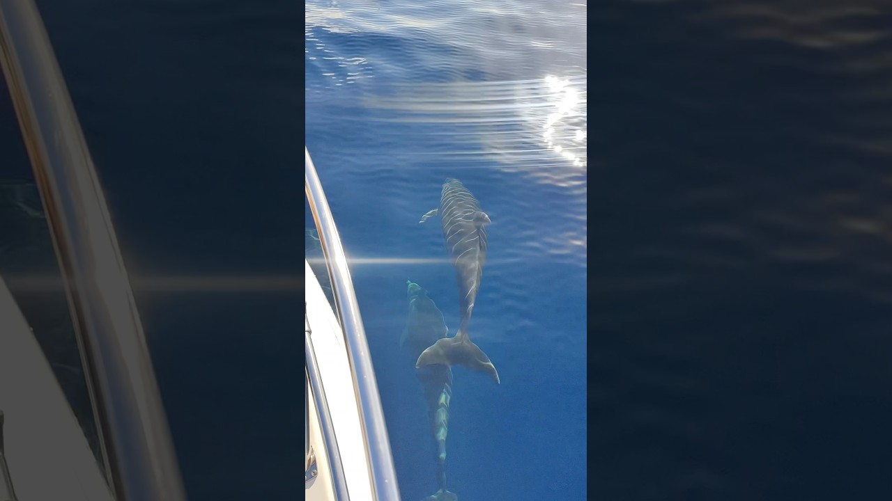 YouTube Short thumbnail