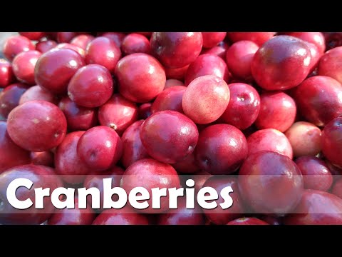 Growing Cranberries