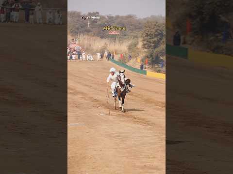 Tentpegging championship 2024 #punjabi #nezabaazi #horse