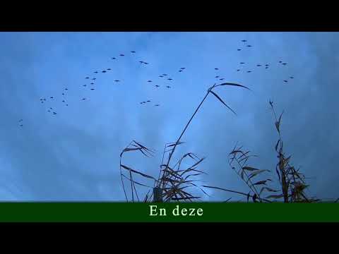 Ganzenjacht December2018