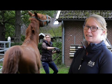 Extrem spanniger Fuchswallach - Turnierpferd soll Ausreitpferd werden