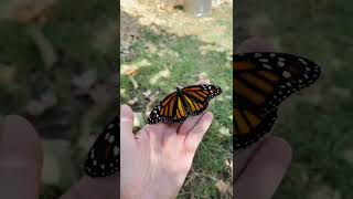 Monarch Butterfly Emerges From Chrysalis