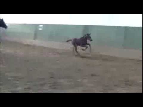 Hengstfohlen von Leovisto