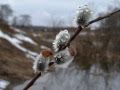 Чайковский - Времена года - Апрель 