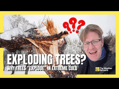 Exploding Trees? You Won’t Believe What Cold Does to Them