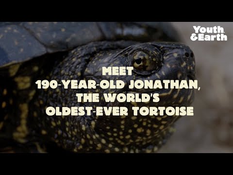Jonathan - The 190 Years Old Tortoise